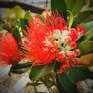 Close-up of red flowers