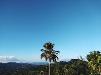 Palm trees against blue sky