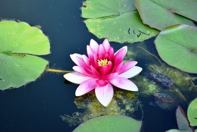 High angle view of lotus water lily in pond