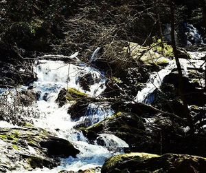 Scenic view of waterfall in forest