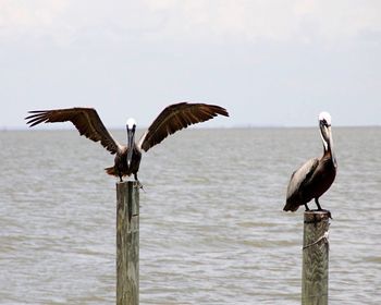 Seagull perching on wooden post