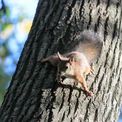 Squirrel on tree trunk