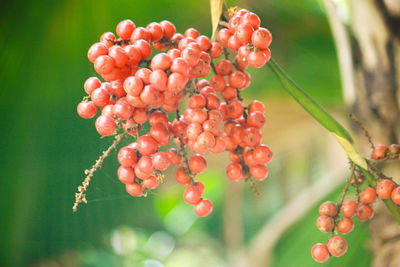 Close-up of berries growing on plant