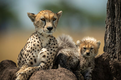 Close-up portrait of cheetah with cubs on rocks