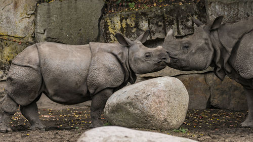 Rhinoceros standing by rocks in zoo