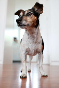 Dog looking away while standing on hardwood floor