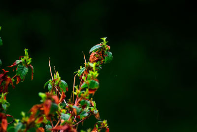 Close-up of insect on plant