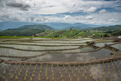 Scenic view of rice field against sky