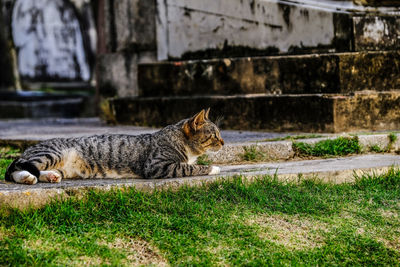 Portrait of cat on grass