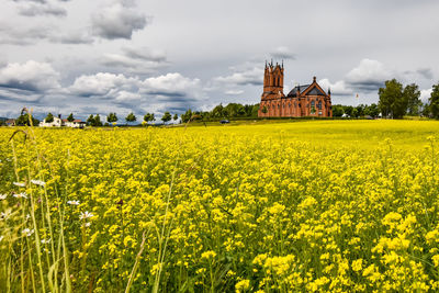 Yellow flowers in field against sky