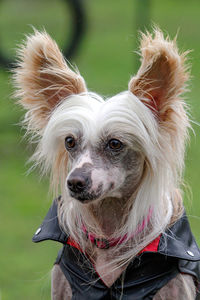 Close-up portrait of dog