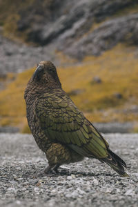 Kea portrait, a native bird of new zealand at milford sound.