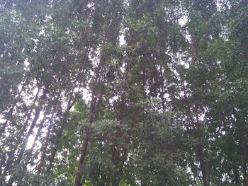 Low angle view of trees in forest