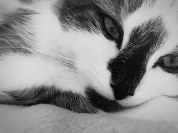 Close-up portrait of cat