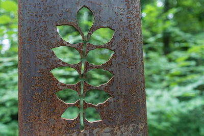 Close-up of plant