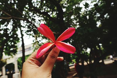 Close-up of hand holding red flowering plant