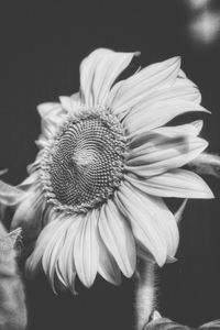 Close-up of flower over black background