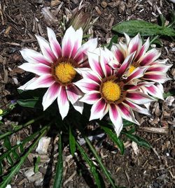 Close-up of pink flower