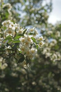 Close-up of white flowers