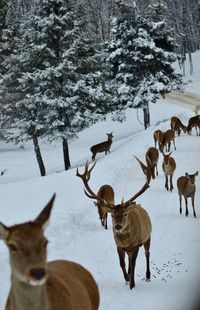 Deer on snow covered tree