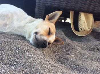 High angle view of dog sleeping