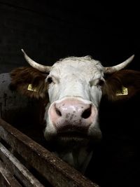 Close-up portrait of cow