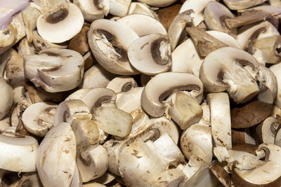 oyster mushroom