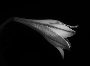 Close-up of white flower against black background