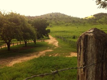 Scenic view of grassy field