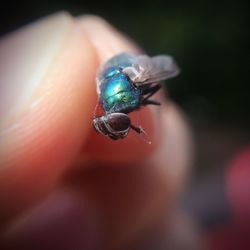 Close-up of insect on leaf