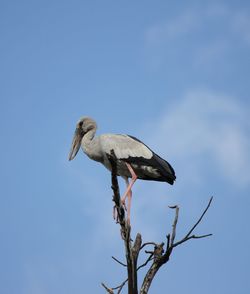 Low angle view of bird perching on branch against sky