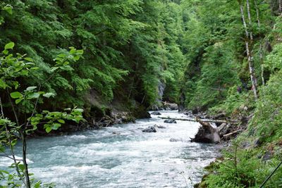 Stream flowing through rocks in forest