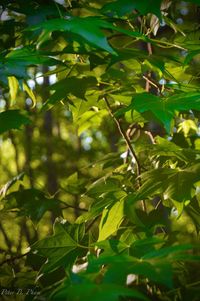 Leaves on tree