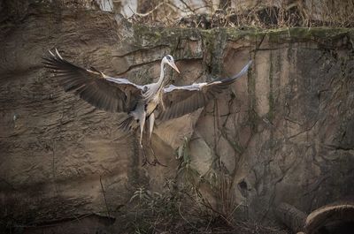 Birds flying in a tree