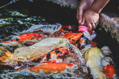 Midsection of person holding fish in water