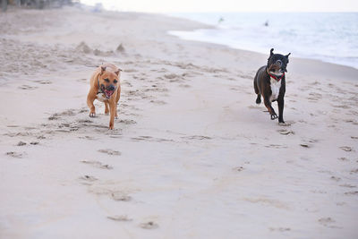 Dog running on beach