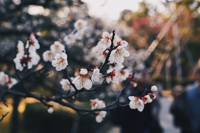 Close-up of pink cherry blossoms