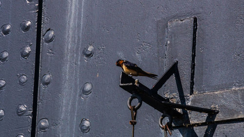 Close-up of lizard on wall
