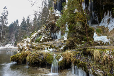 Scenic view of waterfall in forest