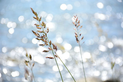 Close-up of flowering plant against blurred background