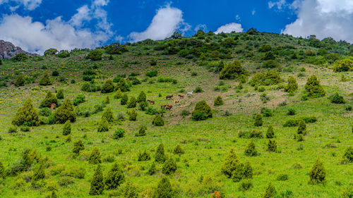 environment