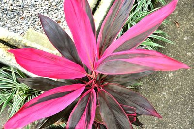 High angle view of pink flowering plant