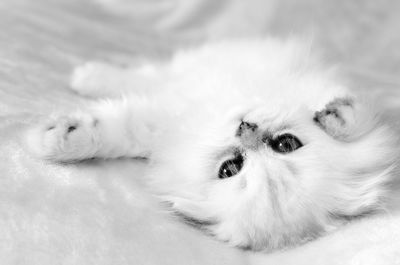 Close-up portrait of dog lying down