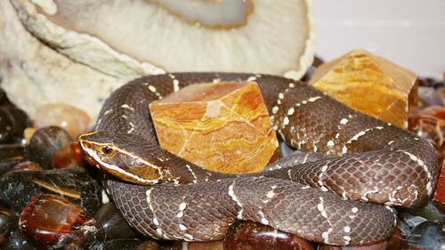 Close-up of snake on stones