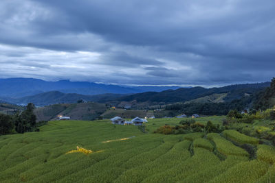 Scenic view of agricultural field against sky