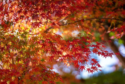 Low angle view of tree