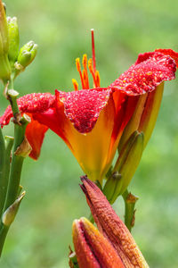 Close-up of red flowers