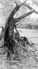 Tree roots on field