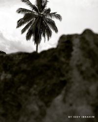 Close-up of tree against sky