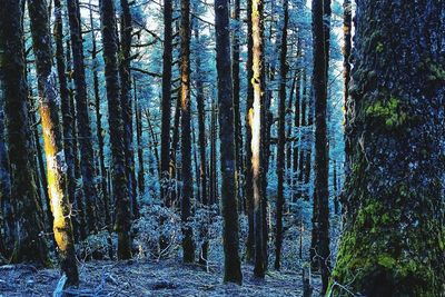 Trees in forest against sky